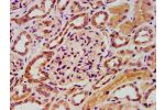 IHC image of CSB-PA759173LA01HU diluted at 1:400 and staining in paraffin-embedded human kidney tissue performed on a Leica BondTM system. After dewaxing and hydration, antigen retrieval was mediated by high pressure in a citrate buffer (pH 6.0). Section 