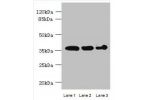 Western blot<br />
All lanes: ASPHD2 antibody at 4ug/ml<br />
Lane 1 : Hela whole cell lysate<br />
Lane 2 : MCF7 whole cell lysate<br />
Lane 3 : HL60 whole cell lysate<br />
Secondary<br />
Goat polyclonal to Rabbit IgG at 1/10000 dilution<br />
Predict