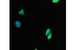 Immunofluorescent analysis of HepG2 cells using CSB-PA764784LA01HU at a dilution of 1:100 and Alexa Fluor 488-congugated AffiniPure Goat Anti-Rabbit IgG(H+L)