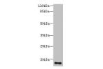 Western blot<br />
All lanes: C16orf87 antibody at 3ug/ml+HepG-2 whole cell lysate<br />
Goat polyclonal to rabbit at 1/10000 dilution<br />
Predicted band size: 18,11 kDa<br />
Observed band size: 18 kDa<br />