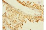 Immunohistochemistry of paraffin-embedded human testis tissue CSB-PA764943LA01HU at dilution 1:100