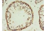 Immunohistochemistry of paraffin-embedded human testis tissue using CSB-PA765975EA01HU at dilution 1:100