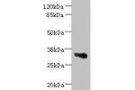 Western blot<br />
All lanes: ARMCX6 antibody at 1.3ug/ml+ U251 whole cell lysate<br />
Goat polyclonal to rabbit at 1/10000 dilution<br />
Predicted band size: 33 kDa<br />
Observed band size: 33 kDa<br />