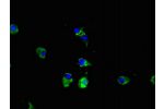 Immunofluorescent analysis of Hela cells using CSB-PA767205LA01HU at a dilution of 1:100 and Alexa Fluor 488-congugated AffiniPure Goat Anti-Rabbit IgG(H+L)