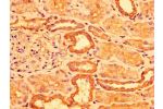 IHC image of CSB-PA768206LA01HU diluted at 1:300 and staining in paraffin-embedded human kidney tissue performed on a Leica BondTM system. After dewaxing and hydration, antigen retrieval was mediated by high pressure in a citrate buffer (pH 6.0). Section 