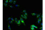 Immunofluorescent analysis of Hela cells using CSB-PA768766LA01HU at a dilution of 1:100 and Alexa Fluor 488-congugated AffiniPure Goat Anti-Rabbit IgG(H+L)