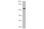 Western blot<br />
All lanes:CEP57 antibody at 3.83 ug/ml+ CEM whole cell lysate<br />
Secondary<br />
Goat polyclonal to rabbit IgG at 1/10000 dilution<br />
Predicted band size: 58,55,32,57 kDa<br />
Observed band size: 57 kDa<br />