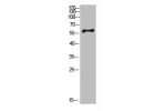 Western Blot analysis of mouse-brain cells using Antibody diluted at 800. Secondary antibody  was diluted at 1:20000