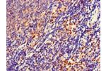 Immunohistochemistry of paraffin-embedded human lymph node tissue using CSB-PA771441LA01HU at dilution of 1:100