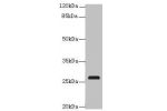 Western blot<br />
All lanes: C17orf64 antibody at 4ug/ml+Mouse gonadal tissue<br />
Goat polyclonal to rabbit at 1/10000 dilution<br />
Predicted band size: 27 kDa<br />
Observed band size: 27 kDa<br />