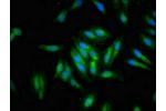 Immunofluorescent analysis of Hela cells using CSB-PA773055LA01HU at a dilution of 1:100 and Alexa Fluor 488-congugated AffiniPure Goat Anti-Rabbit IgG(H+L)