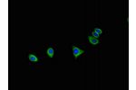 Immunofluorescent analysis of HepG2 cells using CSB-PA773584HA01HU at a dilution of 1:100 and Alexa Fluor 488-congugated AffiniPure Goat Anti-Rabbit IgG(H+L)