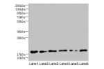 Western blot<br />
All lanes: C5orf24 antibody at 0.3ug/ml<br />
Lane 1 : Mouse gonadal tissue<br />
Lane 2 : K562 whole cell lysate<br />
Lane 3 : Thp-1 whole cell lysate<br />
Lane 4 : U87 whole cell lysate<br />
Lane 5 : HepG-2 whole cell lysate<br />
