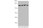 Western blot<br />
All lanes: FRMD5 antibody at 16 ug/ml<br />
Lane 1 : Mouse kidney tissue<br />
Lane 2 : Mouse heart tissue<br />
Lane 3 : Mouse skeletal muscle tissue<br />
Lane 4 : Mouse lung tissue<br />
Secondary<br />
Goat polyclonal to rabbit IgG 