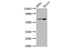 Western Blot<br />
Positive WB detected in:K562 whole cell lysate,Rat brain tissue<br />
All lanes:BRAP antibody at 7.5