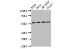 Western Blot<br />
Positive WB detected in:A549 whole cell lysate,Hela whole cell lysate,SH-SY5Y whole cell lysate,Mouse heart tissue<br />
All lanes:ATG4D antibody at 2.8