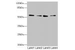 Western blot<br />
All lanes: ERO1B antibody at 3.2ug/ml<br />
Lane 1 : MCF7 whole cell lysate<br />
Lane 2 : U251 whole cell lysate<br />
Lane 3 : Mouse liver tissue<br />
Lane 4 : U87 whole cell lysate<br />
Secondary<br />
Goat polyclonal to Rabbit IgG