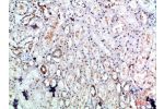 Immunohistochemical analysis of paraffin-embedded human-kidney, antibody was diluted at 1:200