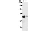 Gel: 10%SDS-PAGE, Lysate: 40 
