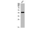 Western blot analysis of Hela lysate, antibody was diluted at 2000. Secondary antibody  was diluted at 1:20000