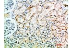 Immunohistochemical analysis of paraffin-embedded human-kidney, antibody was diluted at 1:200