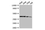 Western Blot<br />
Positive WB detected in:Zebrafish tissue 40