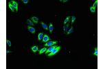 Immunofluorescent analysis of HepG2 cells using CSB-PA808998LA01HU at a dilution of 1:100 and Alexa Fluor 488-congugated AffiniPure Goat Anti-Rabbit IgG(H+L)