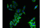 Immunofluorescent analysis of HepG2 cells using CSB-PA809032LA01HU at a dilution of 1:100 and Alexa Fluor 488-congugated AffiniPure Goat Anti-Rabbit IgG(H+L)