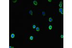 Immunofluorescent analysis of HepG-2 cells using CSB-PA809070LA01HU at a dilution of 1:100 and Alexa Fluor 488-congugated AffiniPure Goat Anti-Rabbit IgG(H+L)