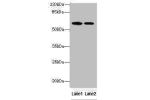Western blot<br />
All lanes: EGFL6 antibody at 6ug/ml<br />
Lane 1 : K562 whole cell lysate<br />
Lane 2 : Jurkat whole cell lysate<br />
Secondary<br />
Goat polyclonal to Rabbit IgG at 1/10000 dilution<br />
Predicted band size: 61 kDa<br />
Observed b