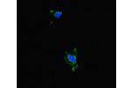 Immunofluorescent analysis of HeLa cells using CSB-PA811634LA01HU at a dilution of 1:100 and Alexa Fluor 488-congugated AffiniPure Goat Anti-Rabbit IgG(H+L)