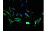 Immunofluorescent analysis of Hela cells using CSB-PA812864LA01HU at a dilution of 1:100 and Alexa Fluor 488-congugated AffiniPure Goat Anti-Rabbit IgG(H+L)