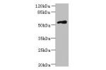 Western blot<br />
All lanes: FAM126B antibody at 7ug/ml+ A431 whole cell lysate<br />
Goat polyclonal to rabbit at 1/10000 dilution<br />
Predicted band size: 59 kDa<br />
Observed band size: 59 kDa<br />