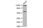 Western Blot<br />
Positive WB detected in:HepG2 whole cell lysate<br />
All lanes:FAM20C antibody at 4.1