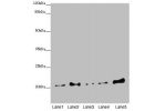 Western blot<br />
All lanes: