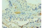 Immunohistochemistry of paraffin-embedded human testicle using CSB-PA818715ESR1HU at dilution 1:100