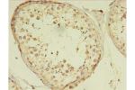 Immunohistochemistry of paraffin-embedded human testis tissue using CSB-PA818719LA01HU at dilution 1:100