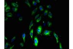 Immunofluorescent analysis of Hela cells using CSB-PA818764LA01HU at a dilution of 1:100 and Alexa Fluor 488-congugated AffiniPure Goat Anti-Rabbit IgG(H+L)