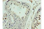 Immunohistochemistry of paraffin-embedded human testis tissue using CSB-PA819458HA01HU at dilution 1:100