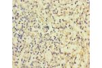 Immunohistochemistry of paraffin-embedded human spleen tissue using CSB-PA819470LA01HU at dilution 1:100