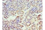 Immunohistochemistry of paraffin-embedded human pancreas using CSB-PA819884ESR1HU at dilution 1:100