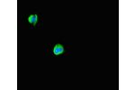 Immunofluorescent analysis of MCF7 cells using CSB-PA819884HA01HU at a dilution of 1:100 and Alexa Fluor 488-congugated AffiniPure Goat Anti-Rabbit IgG(H+L)
