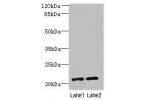 Western blot<br />
All lanes: DYDC1 antibody at 4ug/ml<br />
Lane 1 : Hela whole cell lysate<br />
Lane 2 : HepG-2 whole cell lysate<br />
Secondary<br />
Goat polyclonal to Rabbit IgG at 1/10000 dilution<br />
Predicted band size: 21,22 kDa<br />
Observe