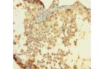 Immunohistochemistry of paraffin-embedded human testis tissue using CSB-PA821707HA01HU at dilution 1:100