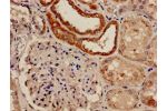 Immunohistochemistry analysis of human kidney tissue using CSB-PA822163LA01HU at dilution of 1:100
