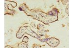 Immunohistochemistry of paraffin-embedded human placenta tissue using CSB-PA822189EA01HU at dilution 1:100