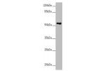 Western blot<br />
All lanes: FOXRED1 antibody at 5.28 ug/ml+ A549 whole cell lysate<br />
Secondary<br />
Goat polyclonal to rabbit IgG at 1/10000 dilution<br />
Predicted band size: 54,31,53 kDa<br />
Observed band size: 54 kDa<br />