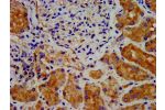 IHC image of CSB-PA822207LA01HU diluted at 1:300 and staining in paraffin-embedded human kidney tissue performed on a Leica BondTM system. After dewaxing and hydration, antigen retrieval was mediated by high pressure in a citrate buffer (pH 6.0). Section 