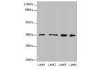 Western blot<br />
All lanes: FAHD2A antibody at 0.5ug/ml<br />
Lane 1 : K562 whole cell lysate<br />
Lane 2 : U87 whole cell lysate<br />
Lane 3 : A549 whole cell lysate<br />
Lane 4 : MCF7 whole cell lysate<br />
Secondary<br />
Goat polyclonal to Rabbi