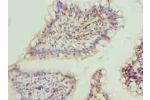 Immunohistochemistry of paraffin-embedded human small intestine tissue using CSB-PA822239LA01HU at dilution of 1:100